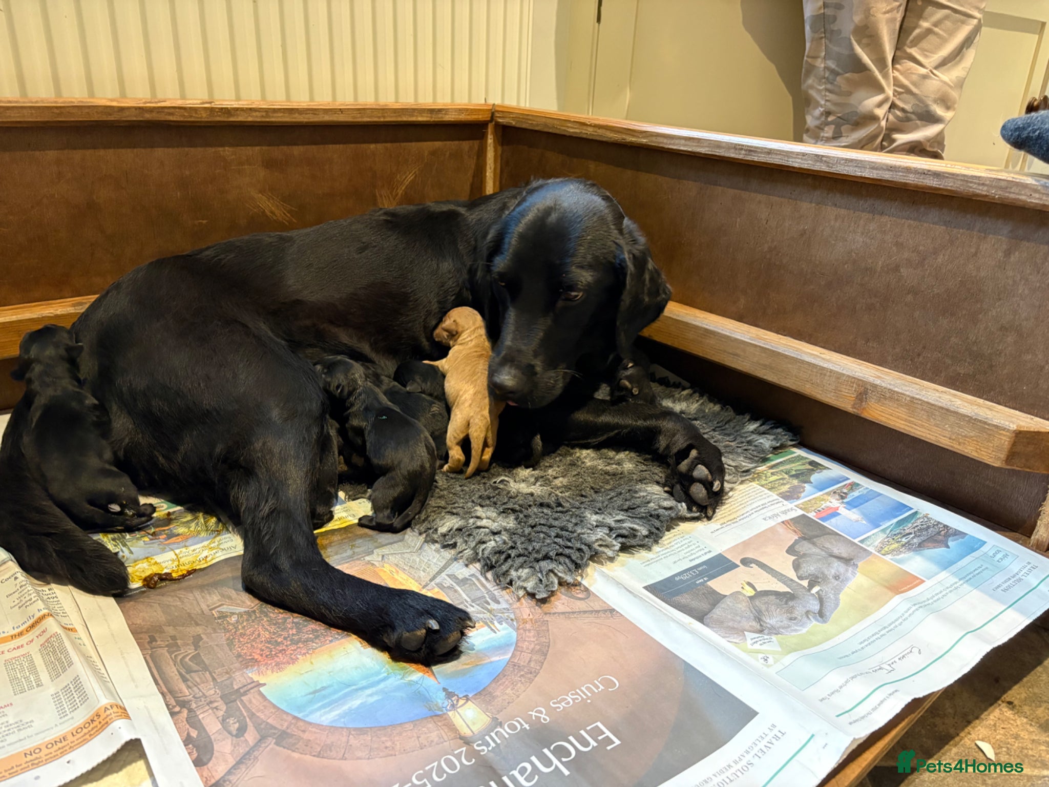 Labrador Retriever dogs Stunning Labrador puppies born 5.6.26  - Advert 1