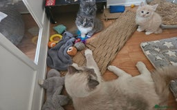 Mixed Breed cats for sale: Beautiful fluffy kittens  - Image 4