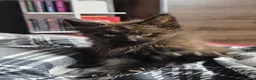 Maine Coon cats for sale: Maine Coon Polydactyl Kittens - Advert 26