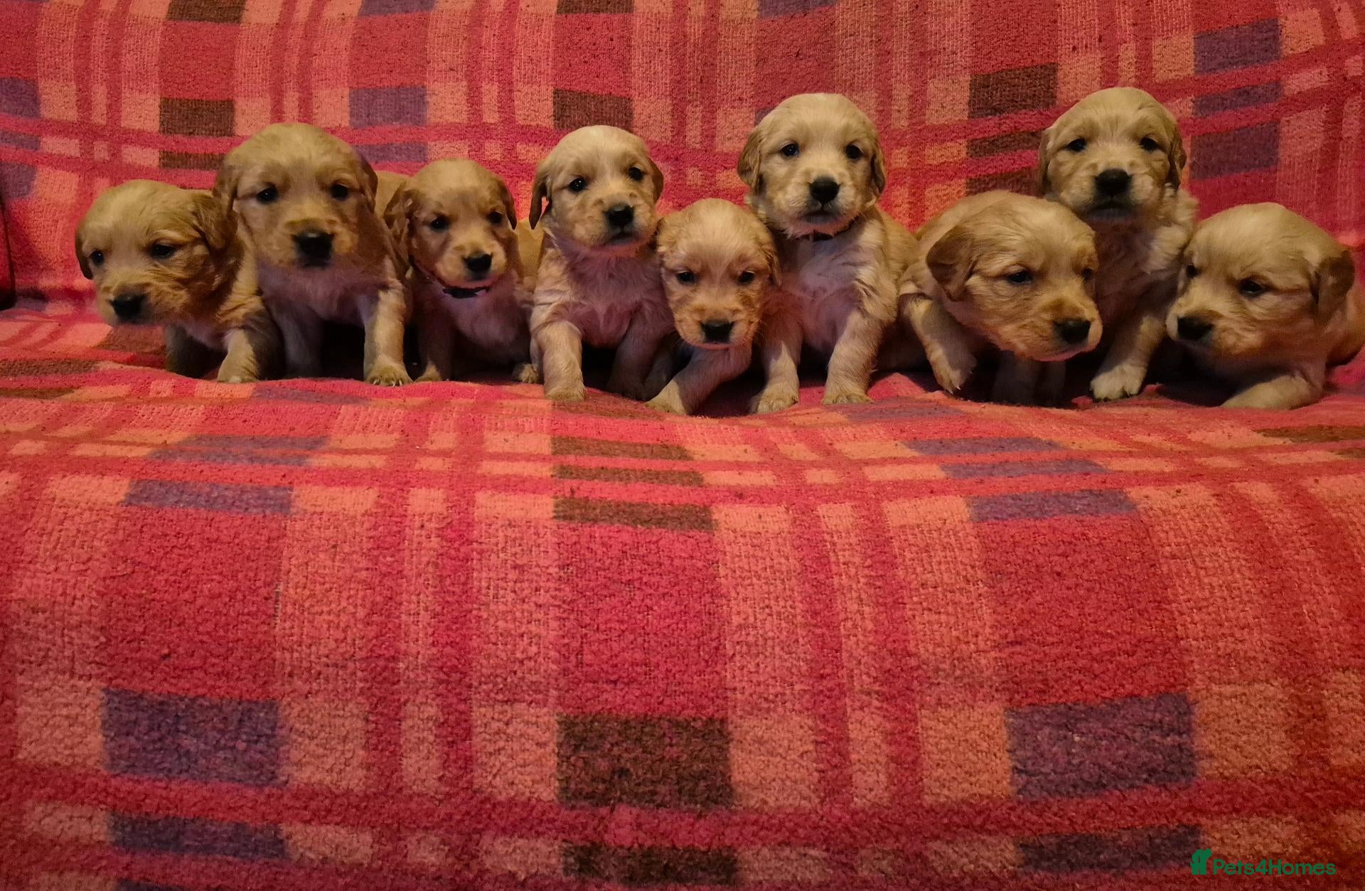 Golden Retriever dogs for sale: 9 amazing dark golden retrievers - Advert 1