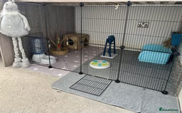 Angora rabbits for sale: Full Faced Angora picked for temprement - Image 6
