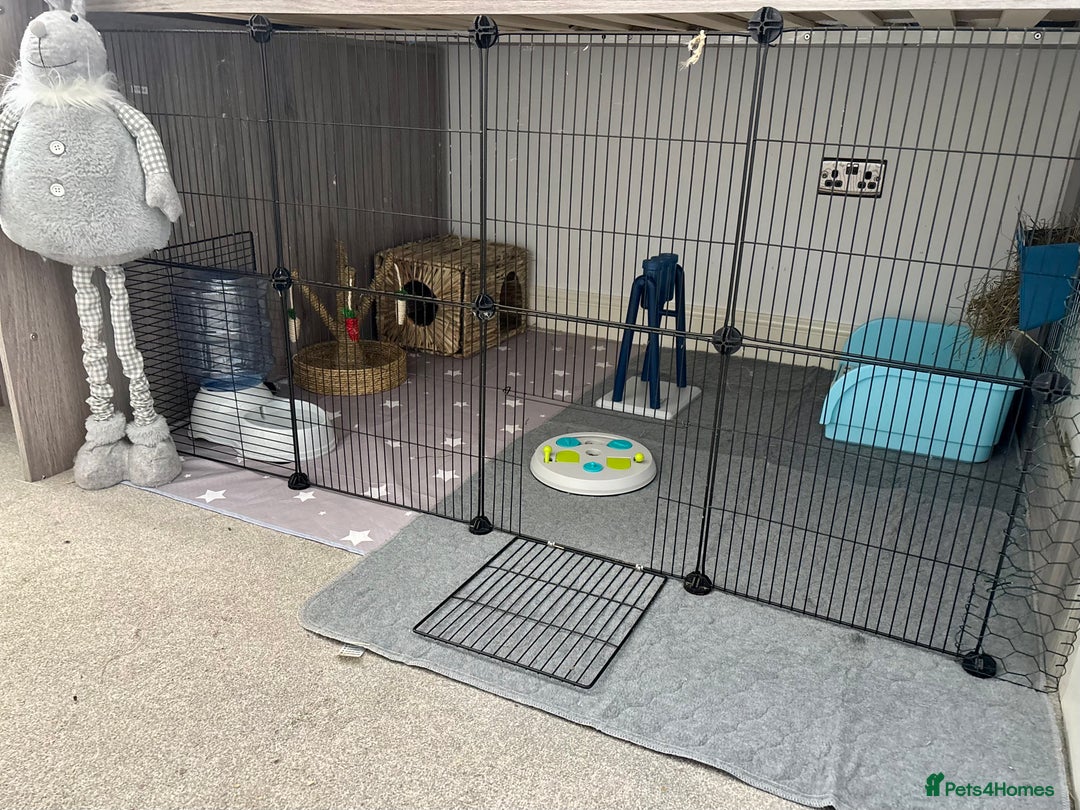 Angora rabbits for sale: Full Faced Angora picked for temprement - Image 6