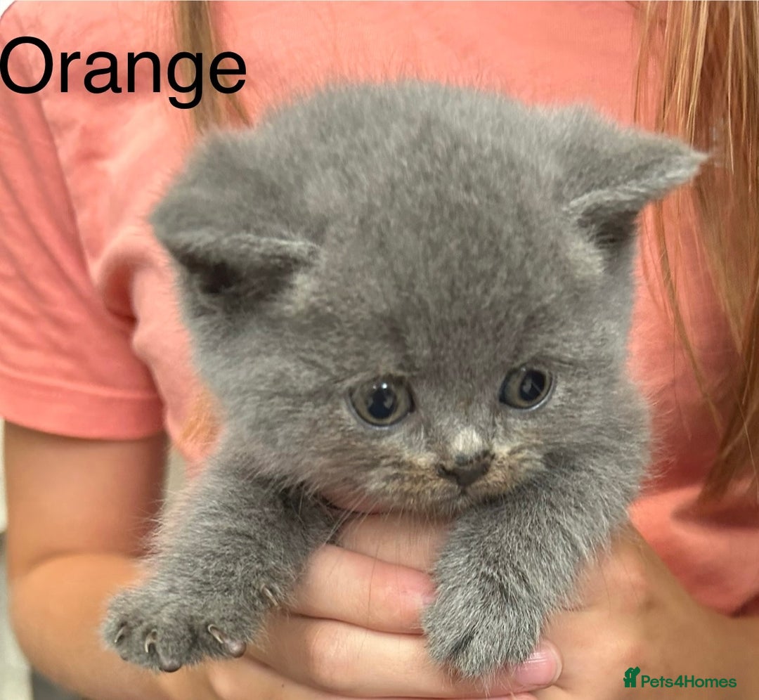 British Shorthair cats for sale: Pedigree GCCF BSH kittens ready in 2 weeks time !! - Image 1