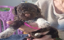 Lagotto Romagnolo dogs for sale: Lagotto Romagnolo, pure breed, KC reg litter - Image 30