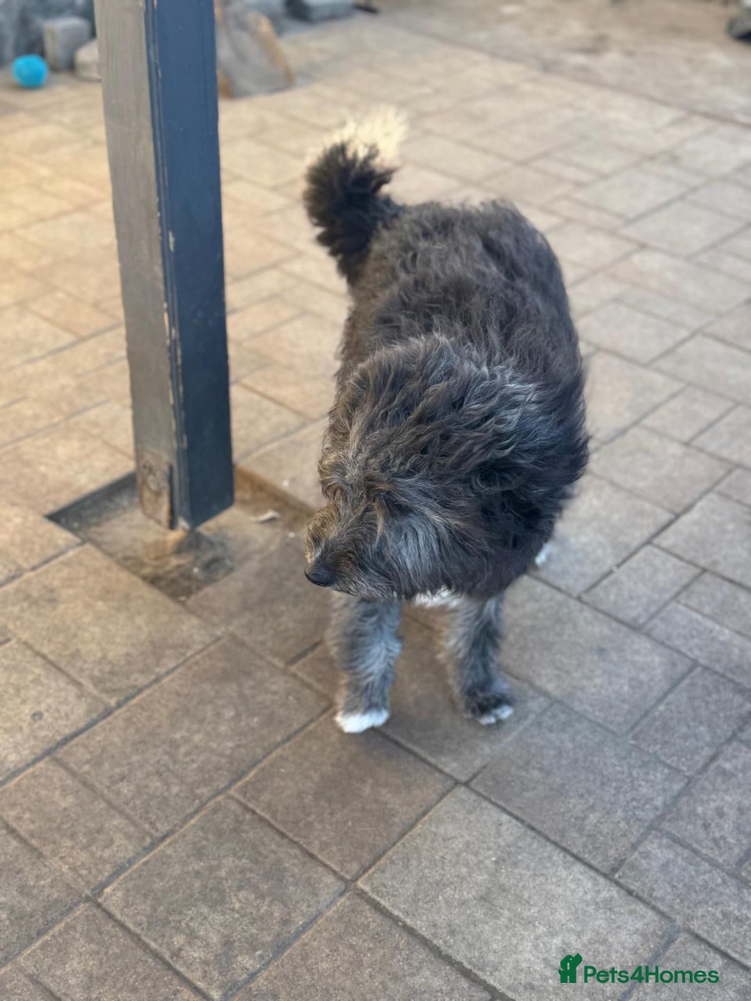 Mixed Breed dogs for adoption: Beautiful Jennifer needs a loving home - Advert 9