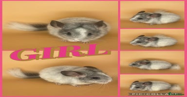Chinchilla rodents Baby chinchillas  - Advert 10