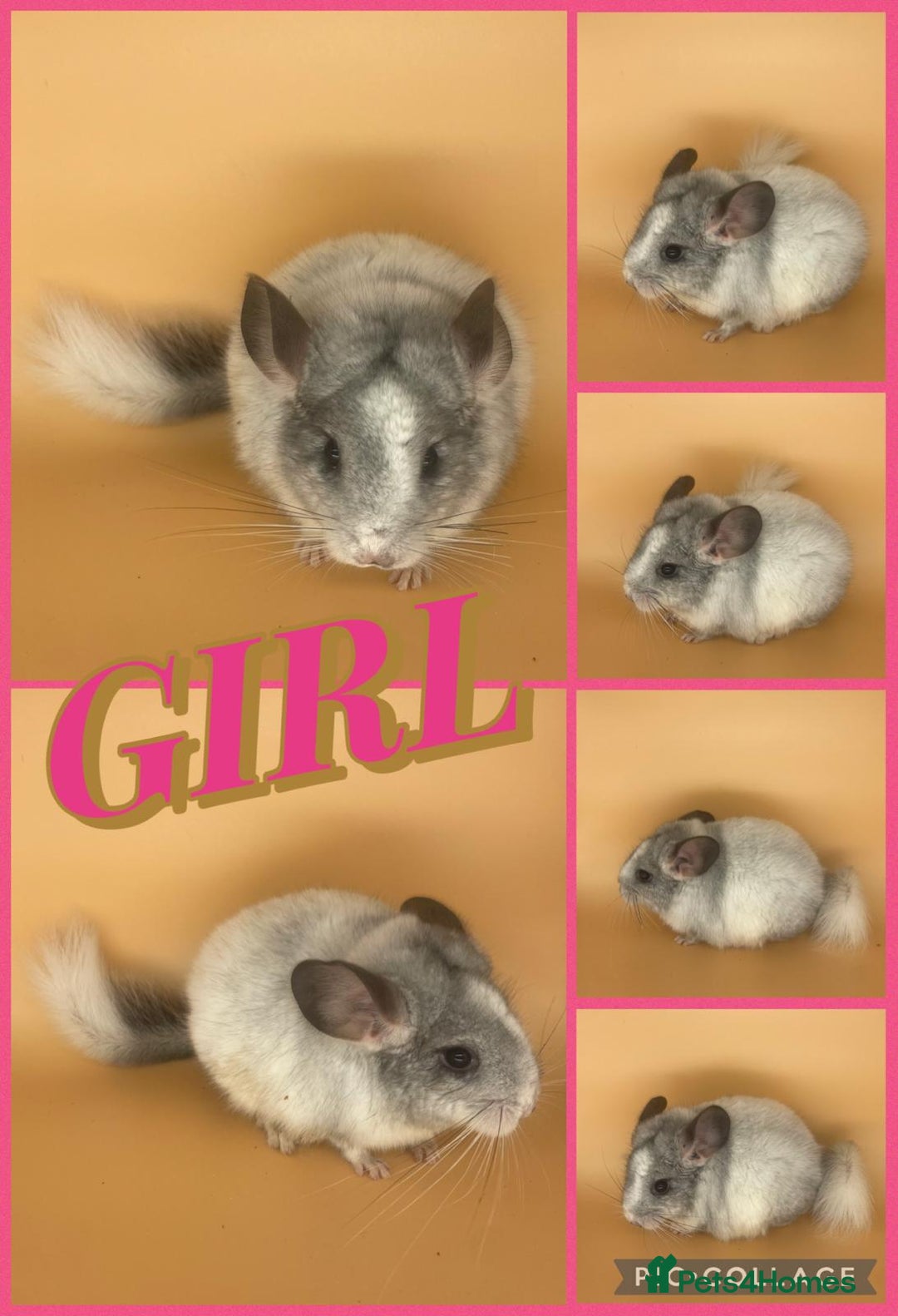 Chinchilla rodents for sale: Baby chinchillas  - Advert 2