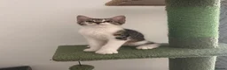 Mixed Breed cats for sale: Two kittens for sale!  in London - Advert 6