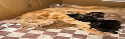 Mixed Breed cats for sale: Adorable Kittens Looking home  - Advert 10