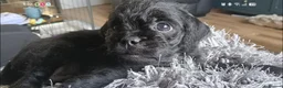 Pugapoo dogs for sale: Pugapoo female- Pebbles in Chesterfield - Advert 7
