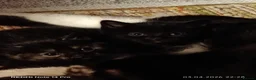 British Shorthair cats for sale: Cute cats - Advert 9