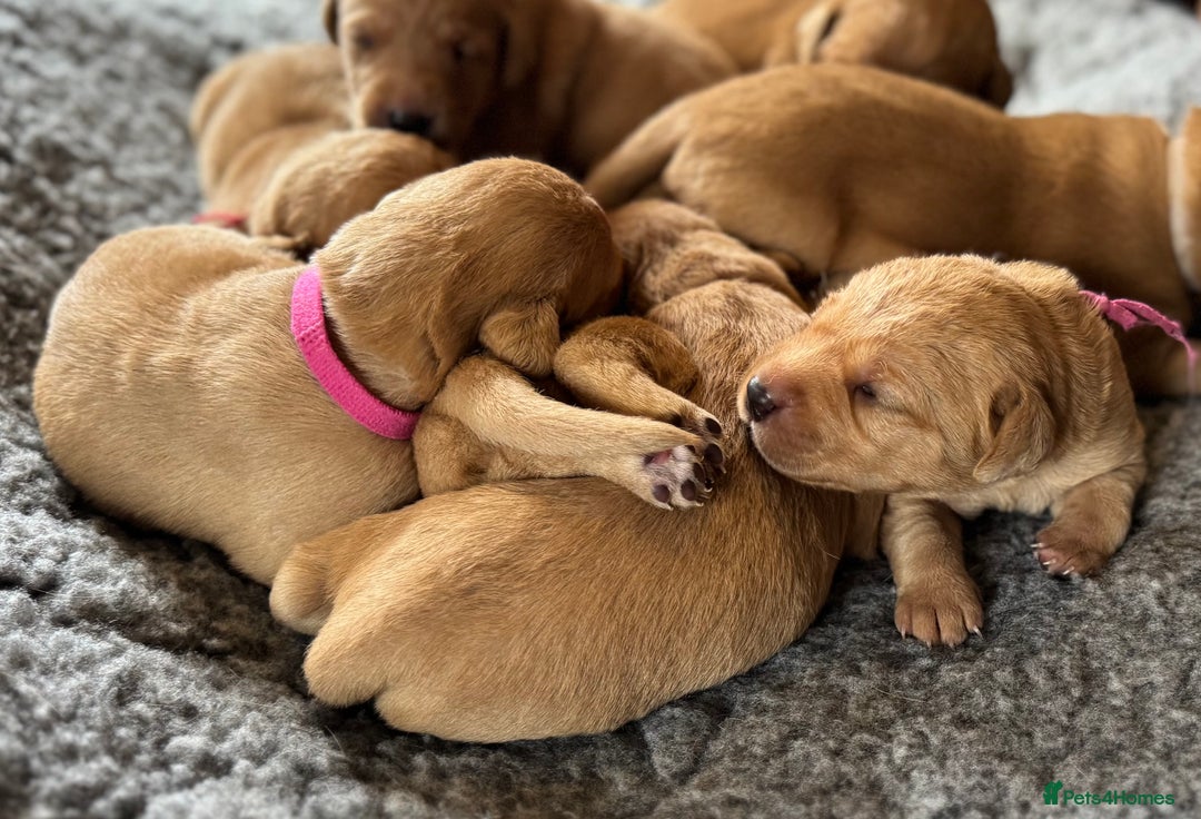 Labrador Retriever dogs for sale: Outstanding KC reg fox red Labrador puppies.  - Image 10