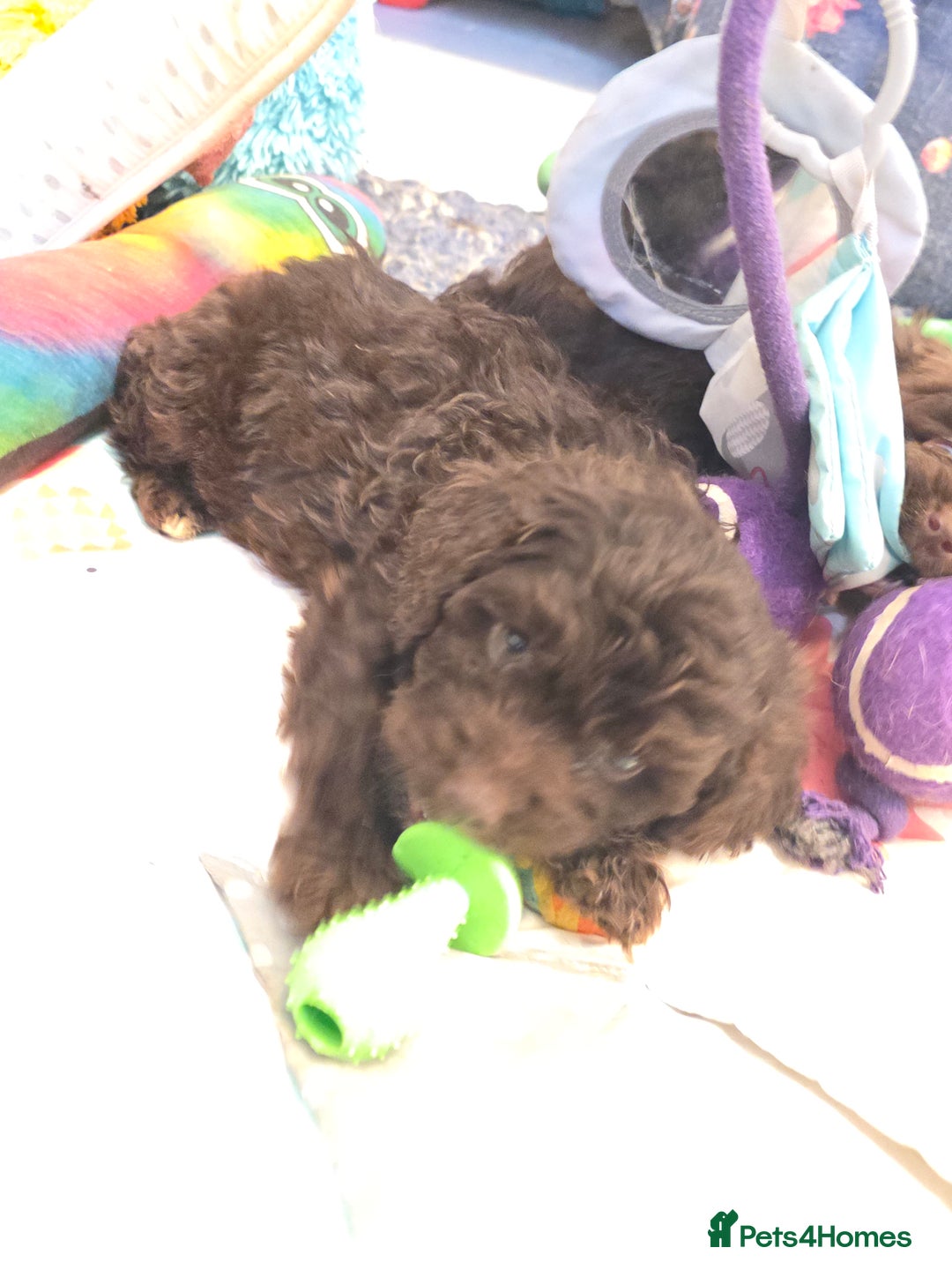 Cockapoo dogs for sale: Cockapoo puppies - Advert 12