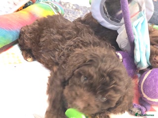 Cockapoo dogs Cockapoo puppies - Advert 7