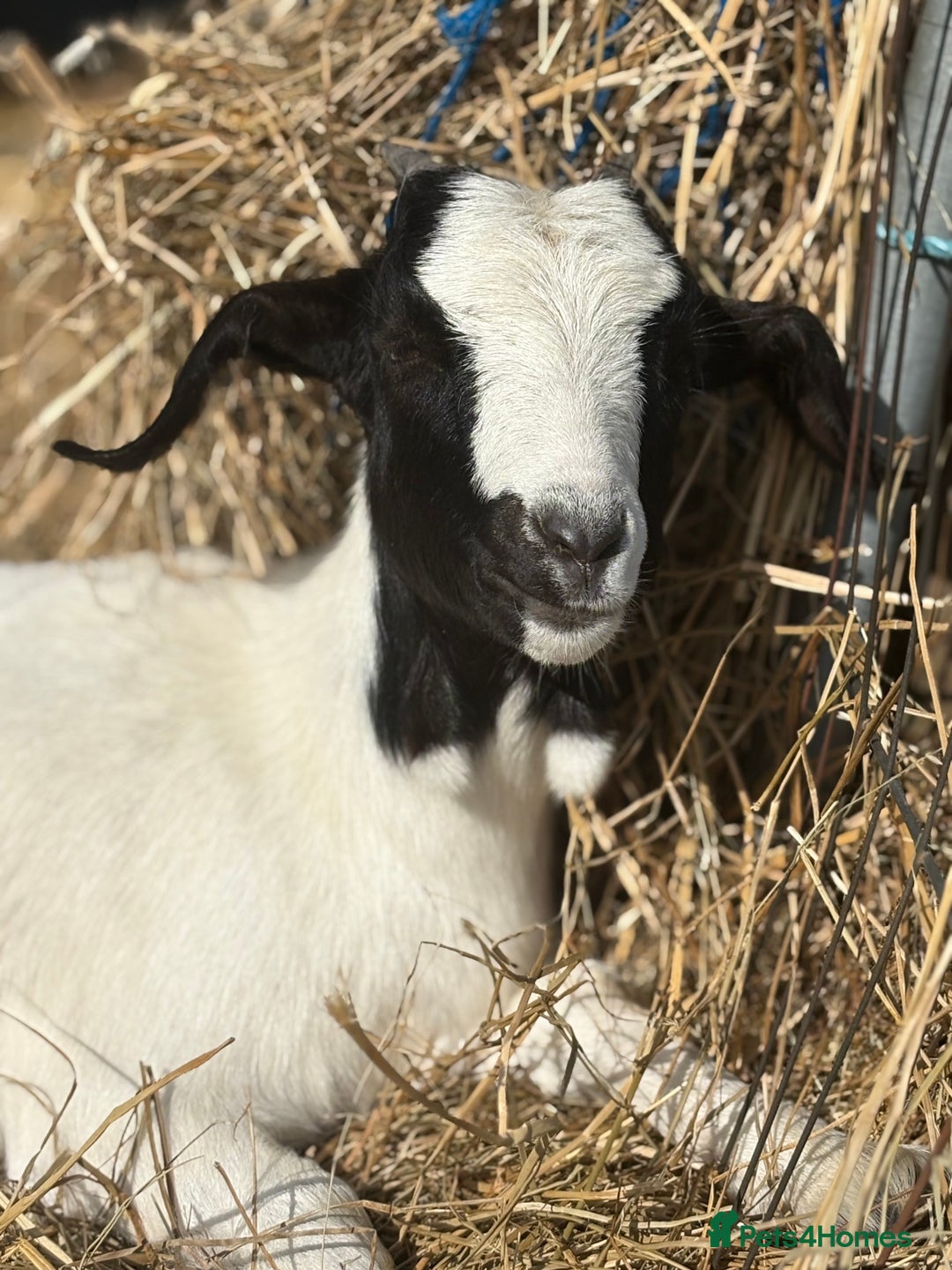 Goats livestock for sale: Pygmy and Pygmy cross bore babies - Image 7