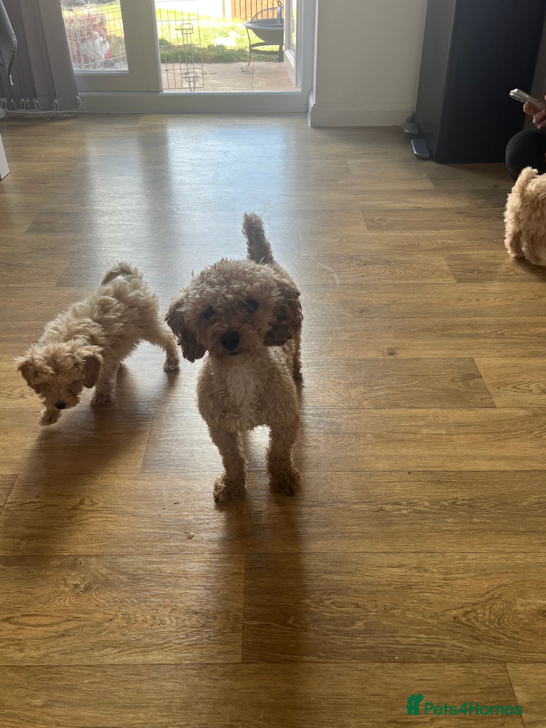 Cavapoo dogs for sale: F1b cavapoo puppies  - Image 7