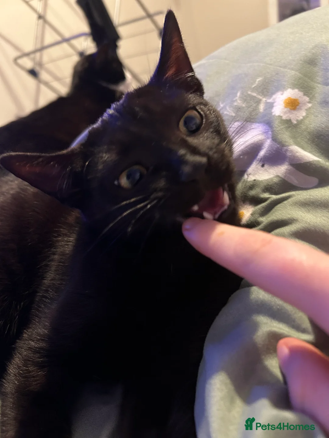 Brazilian Shorthair cats for sale: 10 months old cat  - Advert 3