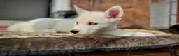 Siberian Husky dogs for sale: Beautiful puppies  - Advert 28