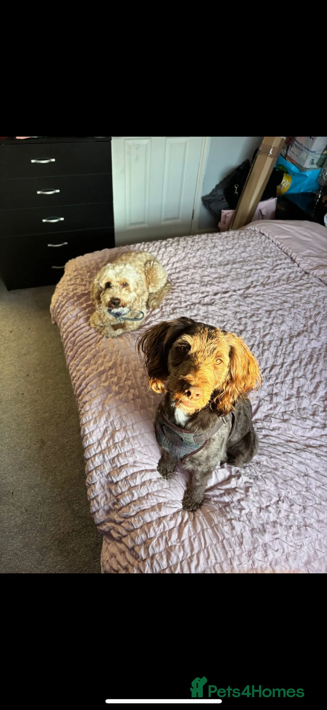 Cockapoo dogs for stud: Cockapoo chocolate for stud - Advert 2