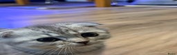Scottish Fold cats for sale: Scottish fold kittens for sale! - Advert 2