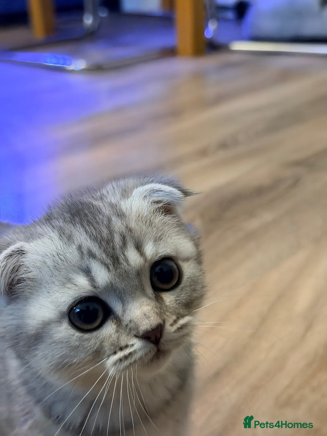 Scottish Fold cats for sale: Scottish fold kittens for sale! - Advert 2