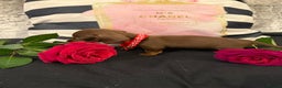 Miniature Dachshund dogs for sale: Gorgeous mini dachshund chocolate puppies - Advert 6