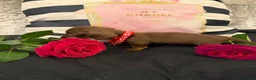 Miniature Dachshund dogs for sale: Gorgeous mini dachshund chocolate puppies - Advert 6
