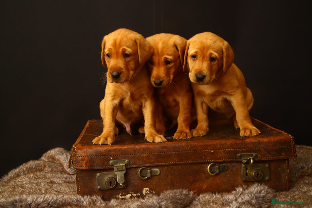Labrador Retriever dogs for sale: Beautiful Fox Red Labrador Puppies - Image 10