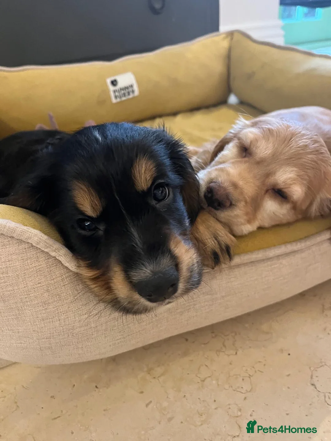 Cocker Spaniel dogs for sale: Very sweet male Cocker Spaniel Pup- Black and Tan  - Advert 4