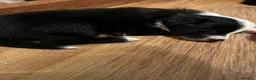 Border Collie dogs for sale: Border Collie Puppies - Advert 7