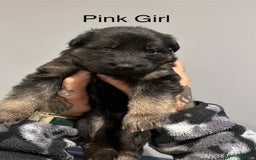 German Shepherd dogs for sale: Beautiful purebred German shepherd puppies - Image 10