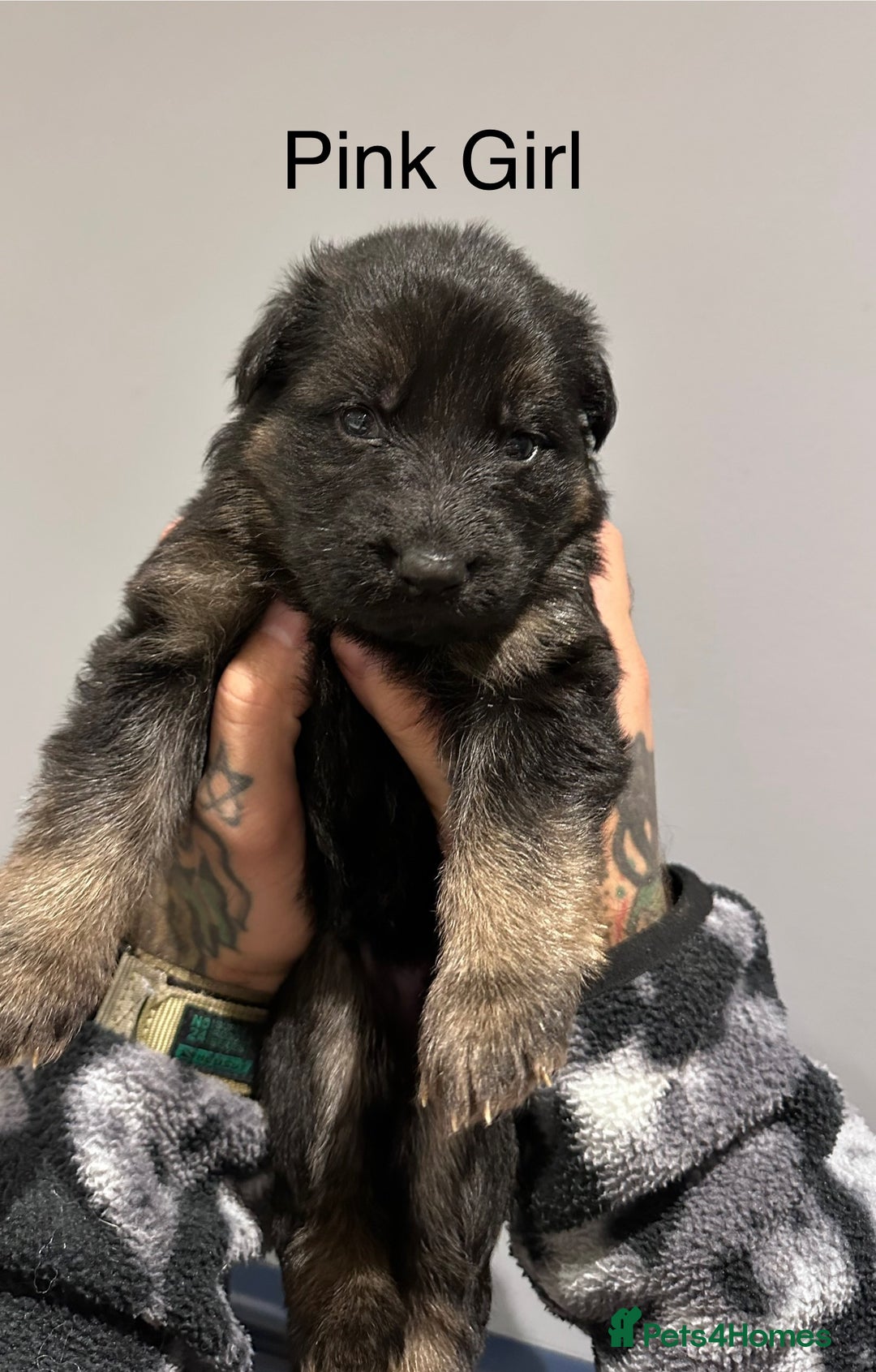 German Shepherd dogs for sale: Beautiful purebred German shepherd puppies - Image 10