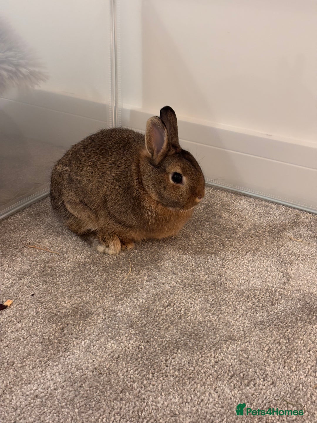 Netherland Dwarf rabbits for sale: Netherland dwarf bunny - Advert 2