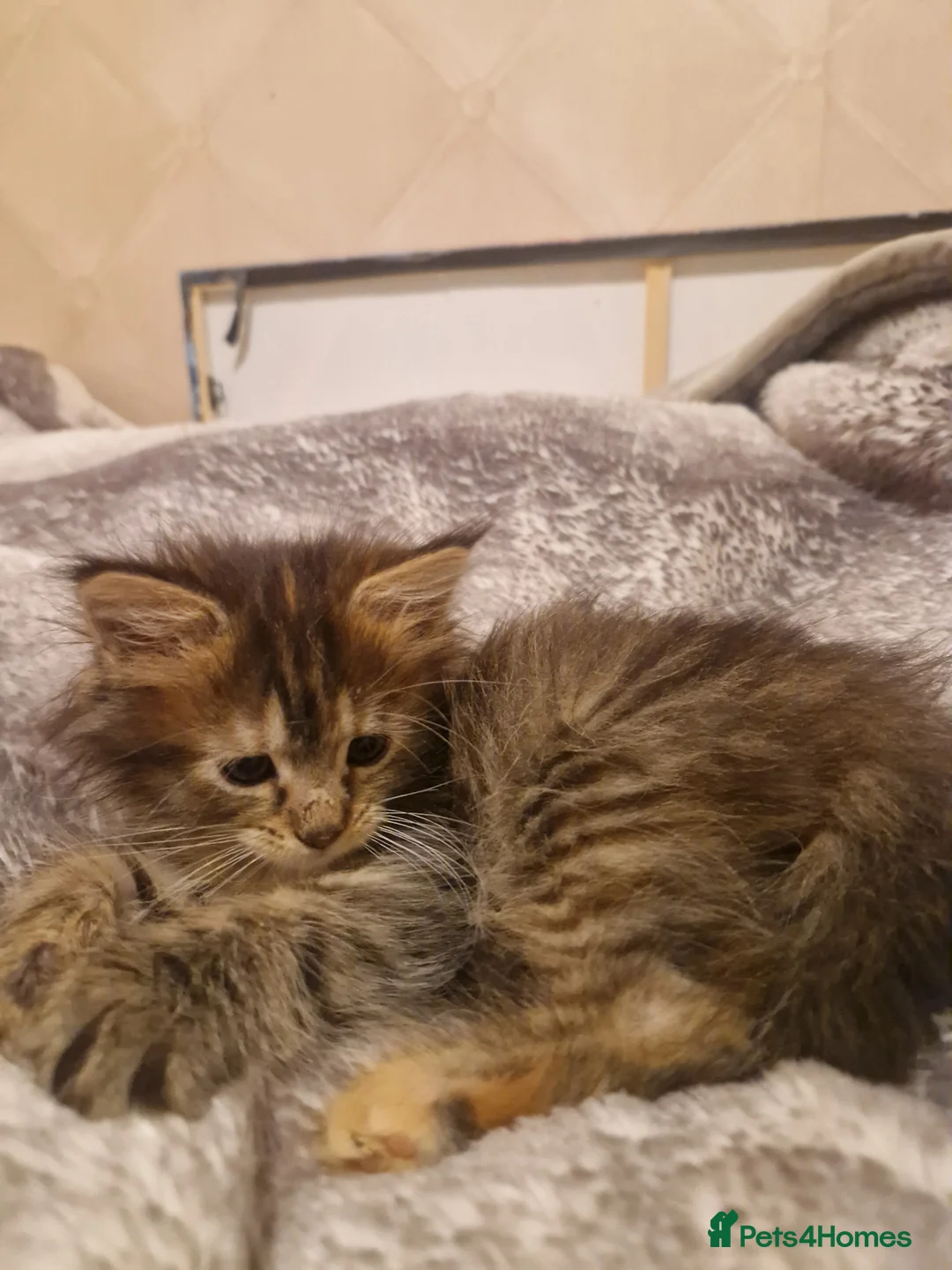 Mixed Breed cats for sale: Last female - mix Mainecoon - Advert 13