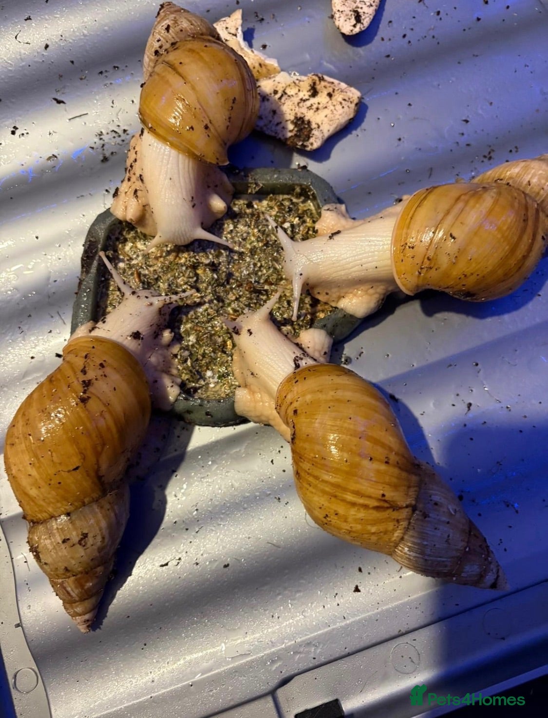 Snails invertebrates 4 GIANT AFRICAN LAND SNAILS - Advert 2
