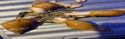 Snails invertebrates for sale: 4 GIANT AFRICAN LAND SNAILS in Hull - Advert 1