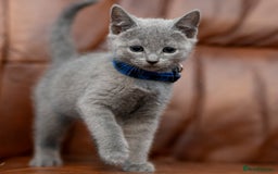 Russian Blue cats for sale: Adorable Russian Blue Kittens TICA  - Image 11