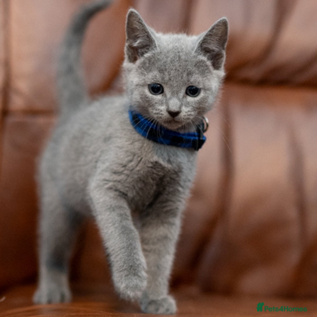 Russian Blue cats for sale: Adorable Russian Blue Kittens TICA  - Image 11