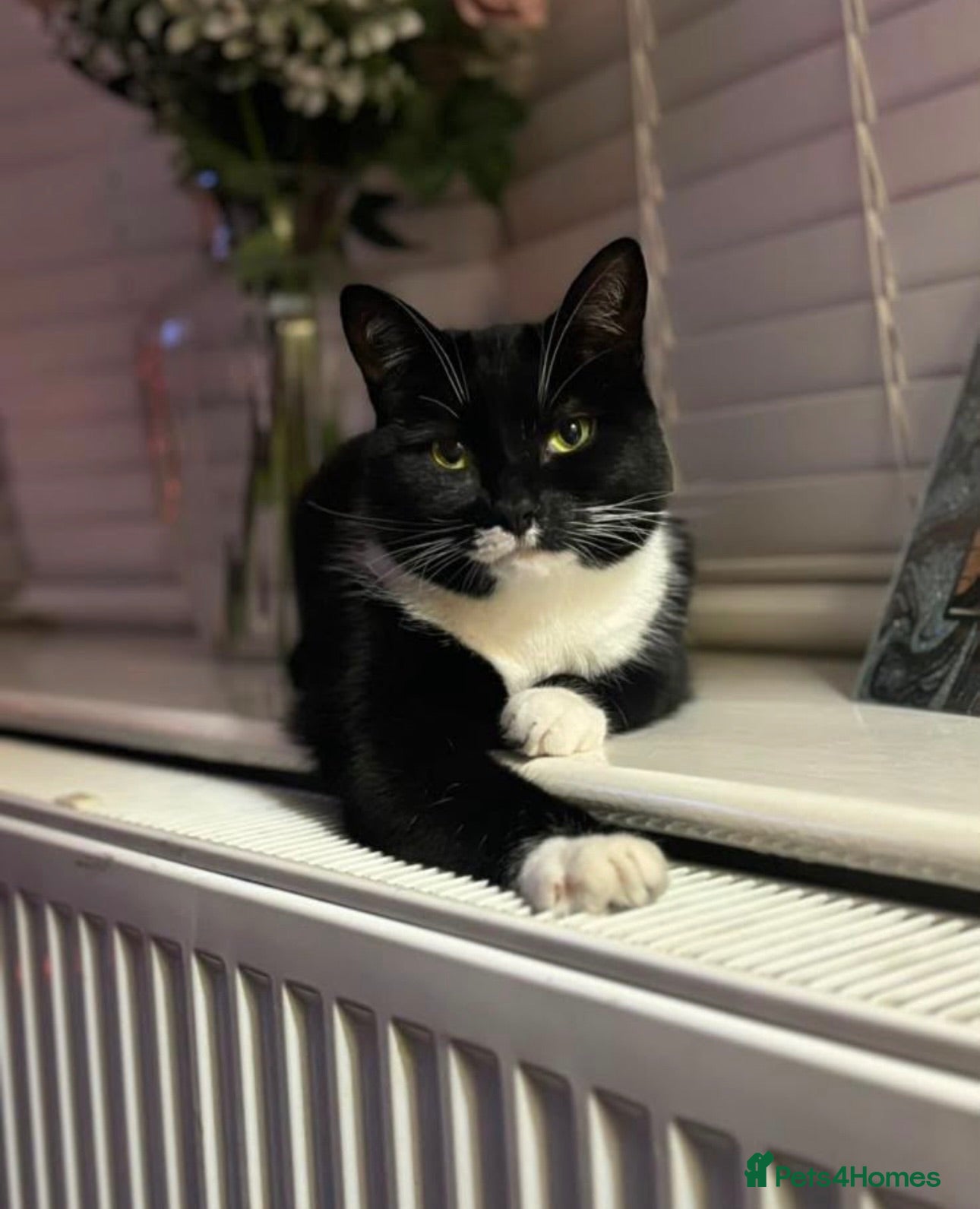 Domestic Shorthair cats Beautiful Nula looking for her forever home - Advert 2