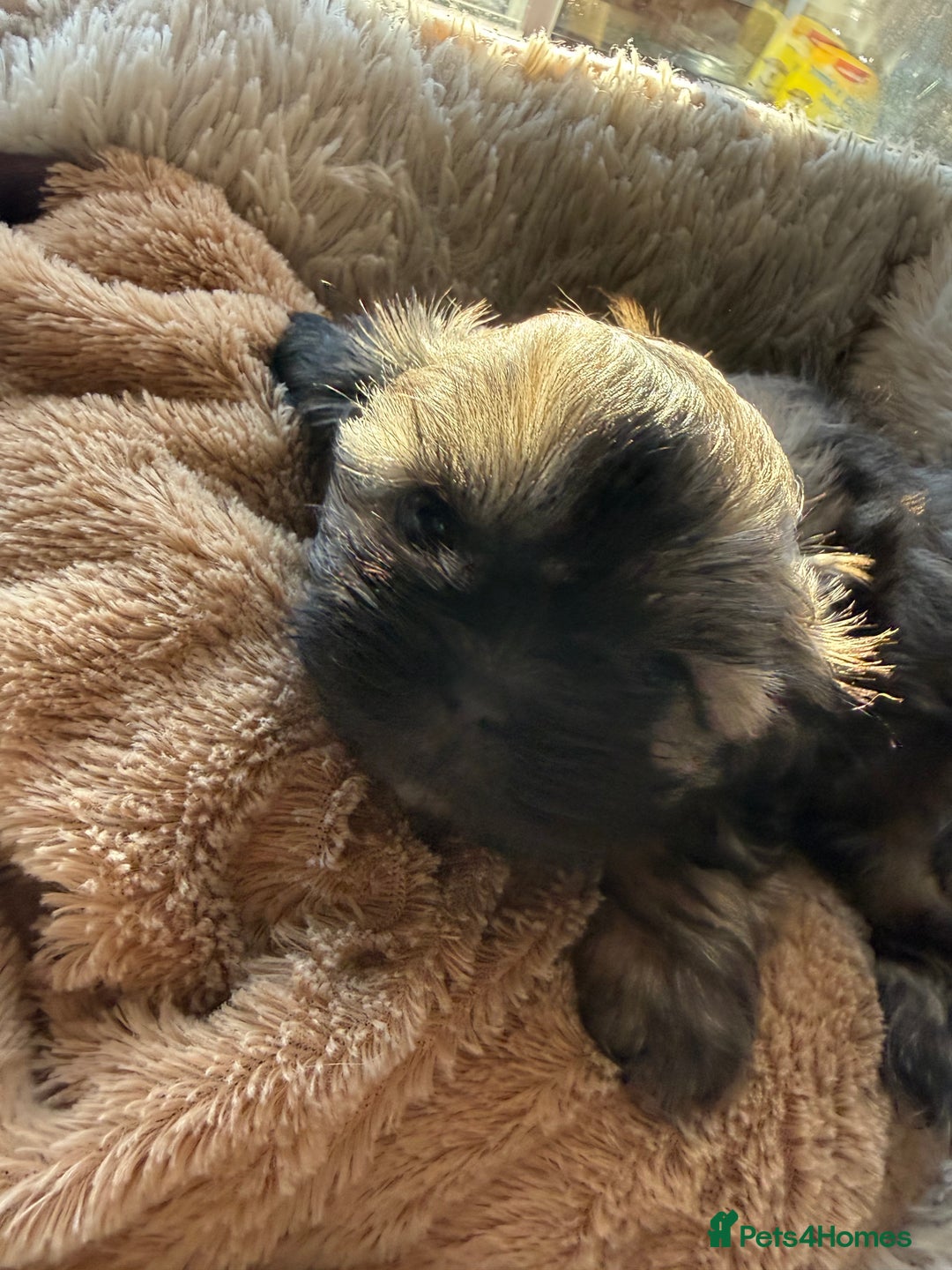 Shih Tzu dogs for sale: READY NOW …Special prices on pups POA  - Advert 30