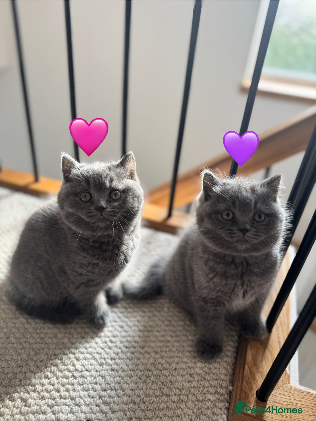 British Shorthair cats for sale: British Shorthair Blue 3 Girls GCCF registered  - Advert 3