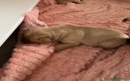 Labrador Retriever dogs for sale: Labrador puppies - Image 7