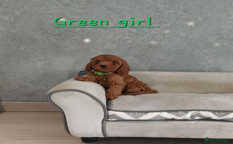 Cavapoo dogs - Advert 1