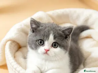 British Shorthair cats 😻 Beautiful Bsh Kittens GCCF Registered 😻 - Advert 1