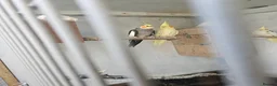 Mixed Breed birds for sale: Hand reard baby's  in Darlington - Advert 13