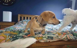 Mixed Breed dogs for sale: Parson Russell Cross Puppies  - Image 8