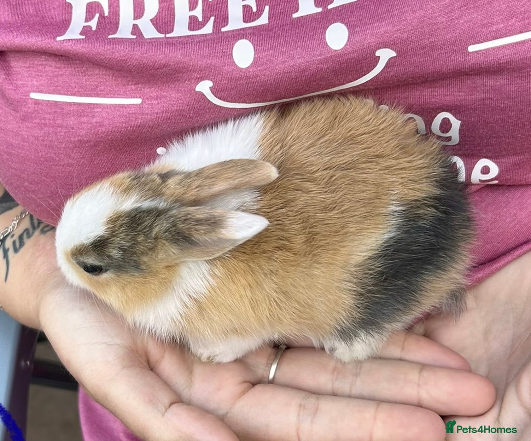 Netherland Dwarf rabbits for sale: Netherland dwarf Dutch  in Hemel Hempstead - Image 7