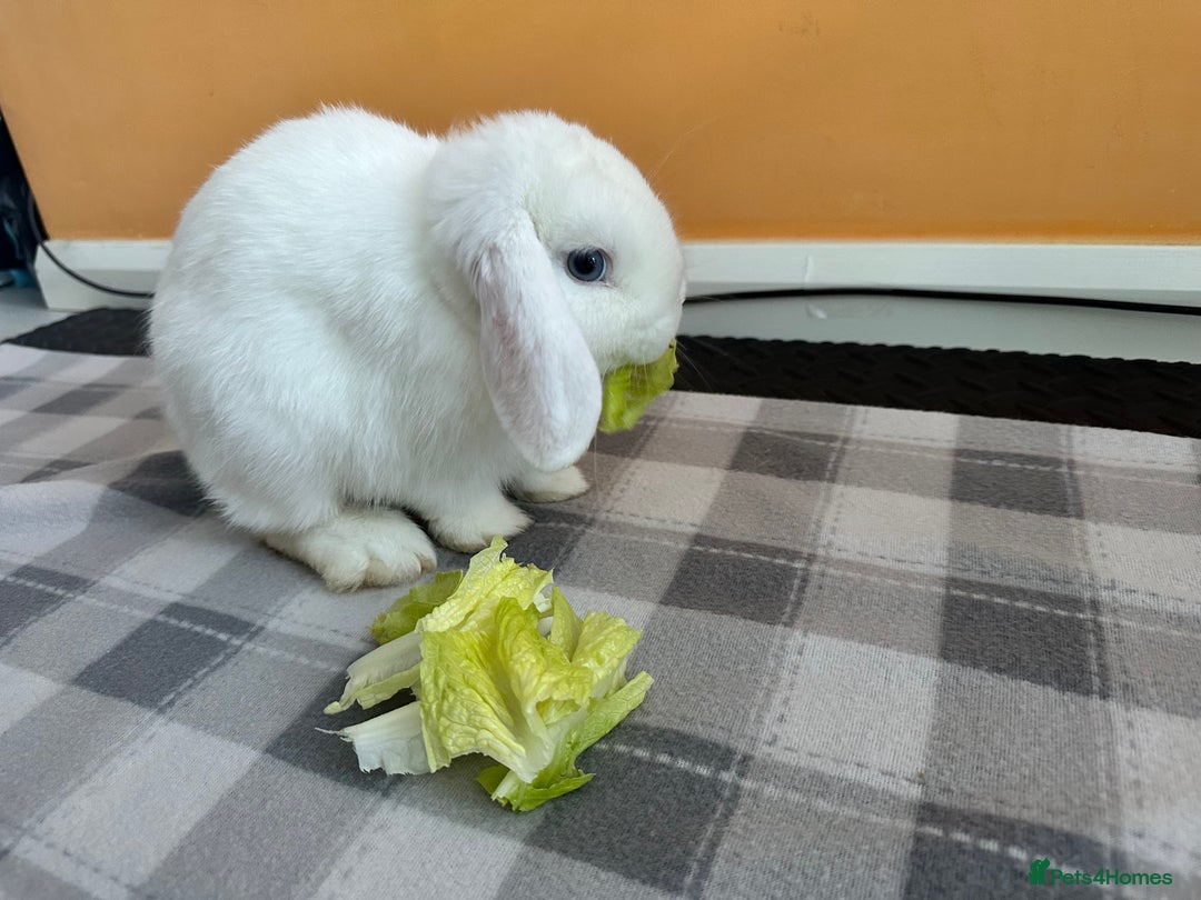 Mini Lop rabbits for sale: Adorable Baby Bunnies🥰- Mini Lops Mixed  - Advert 13