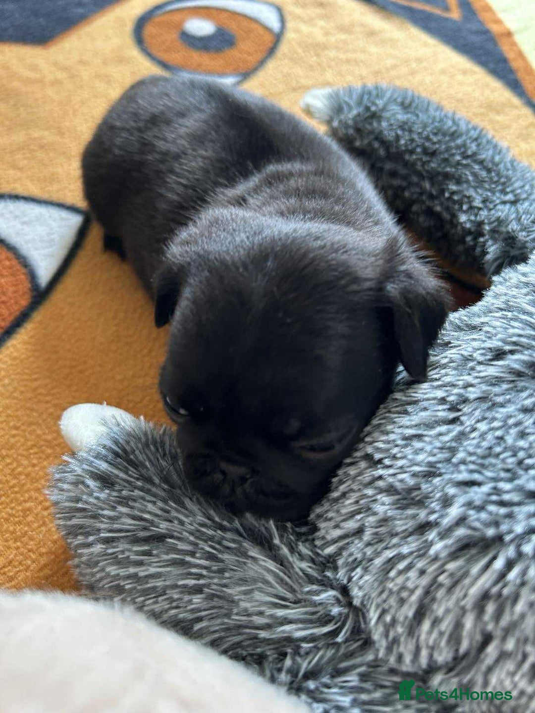 Pug dogs for sale: KCreg pug puppies for sale. - Image 26