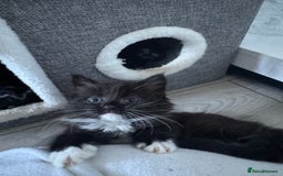 Domestic Shorthair cats for sale: 4 fluffy domestic kittens for sale  - Image 3